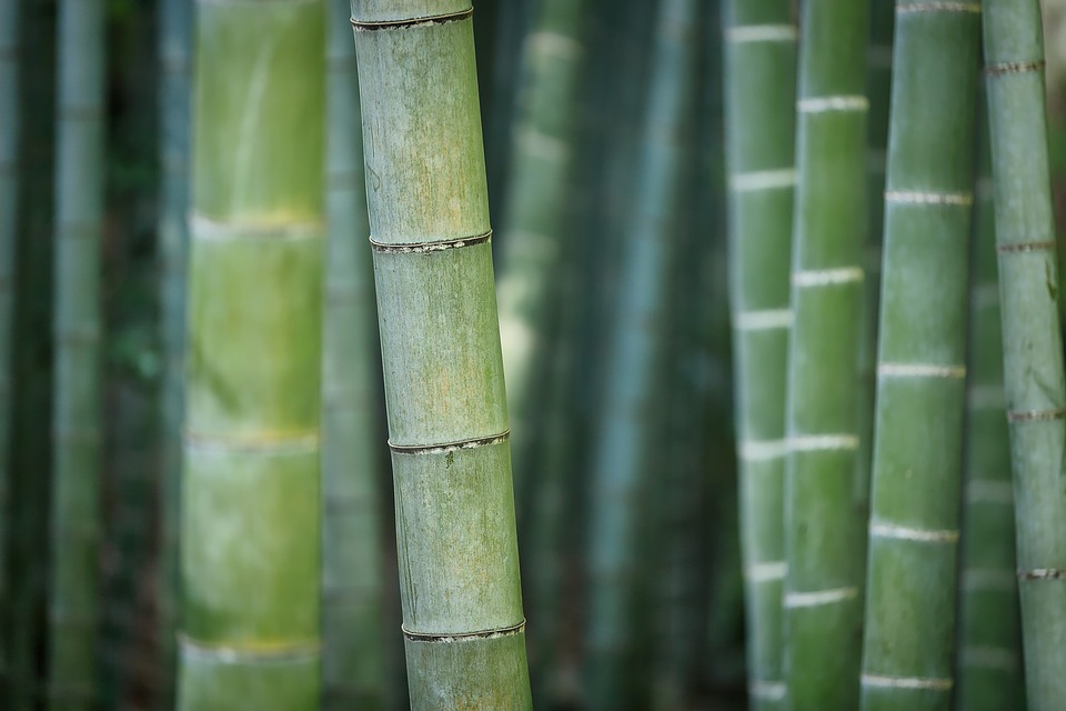 bamboo silica hair growth